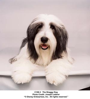 Shaggy Dog (mit Tim Allen und Robert Downey Jr.) Shaggy Dog (mit Tim Allen und Robert Downey Jr.)