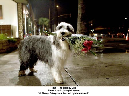 Shaggy Dog (mit Tim Allen und Robert Downey Jr.)