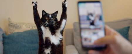Cat Daddies  Freunde fr sieben Leben