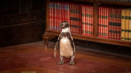 Der Pinguin meines Lebens