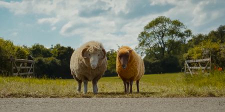 Glennkill: Ein Schafskrimi