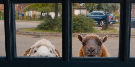 Glennkill: Ein Schafskrimi