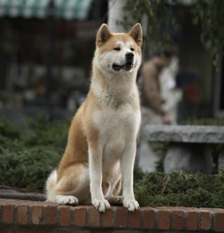 Hachiko mit Richard Gere, Joan Allen und Erick Avari